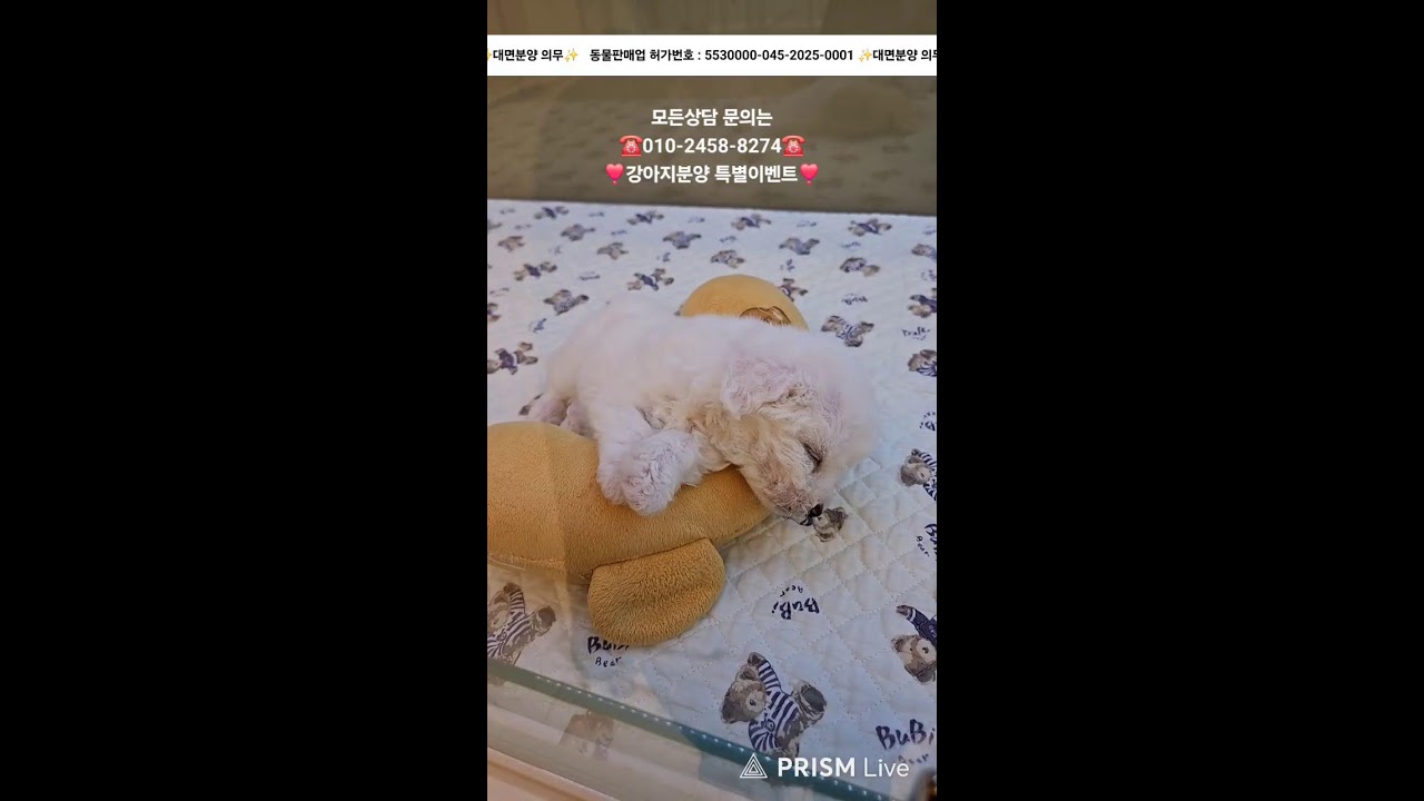 강아지분양 ✨️ 귀여운 아가들 보러 오세요💘 #강아지분양 #애견분양 #애견집사 #라이브