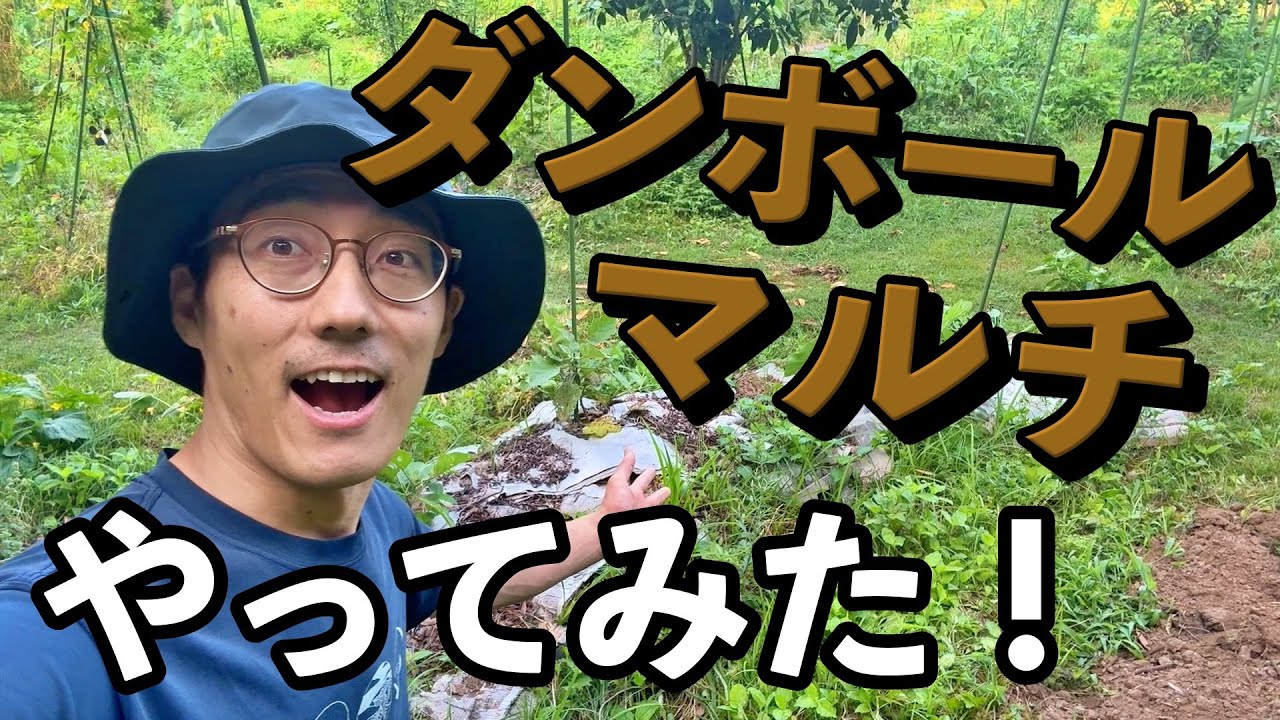 ダンボールを使ったマルチングの可能性を考える｜そーやん実験レポート
