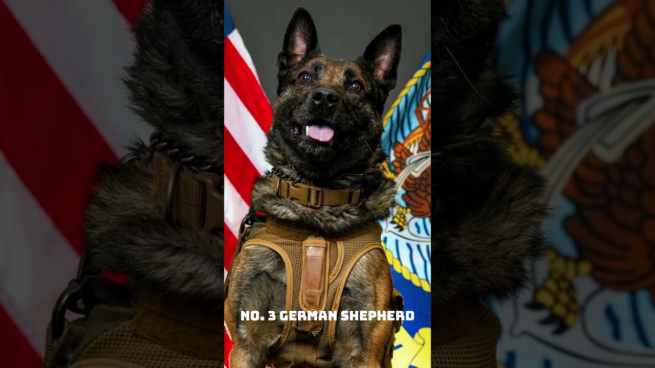 Top Five Dog Breeds Used by the United States Military