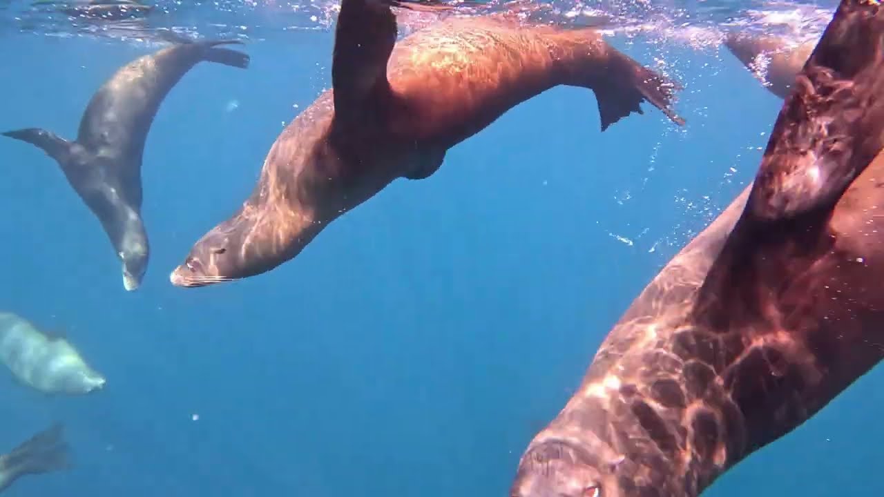 [アシカスイム-巨大ベイトボール]Sea Lions Attacking Surface Baits-Mexico
