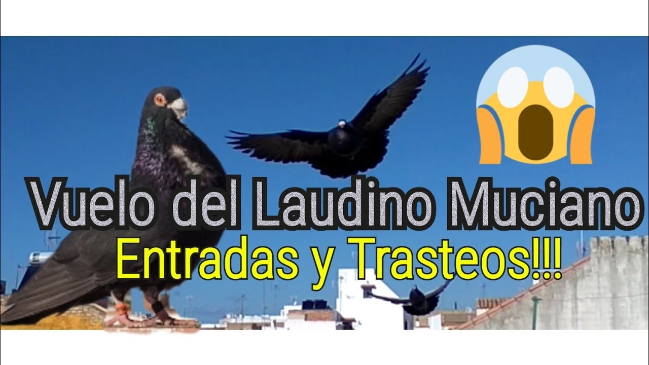 Vuelo típico y morfología. Del Laudino Murciano🕊️Trasteos , Entradas y Postura en Vuelo✈️