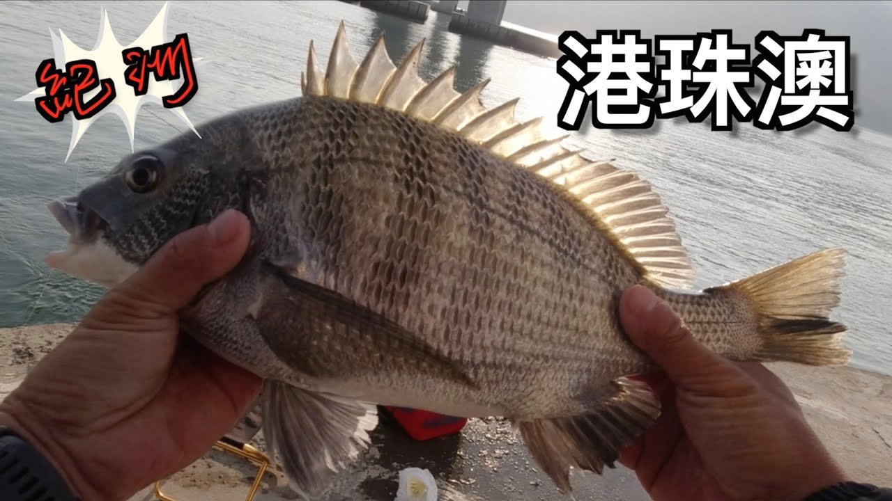 紀洲大叔~港珠澳第一釣2026