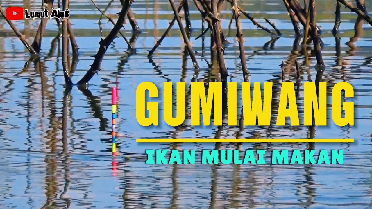 WGM Terbaru‼️ AIR SURUT KOK MALAH SEPI PEMANCING #fishing #mancingmania #nila #mancing
