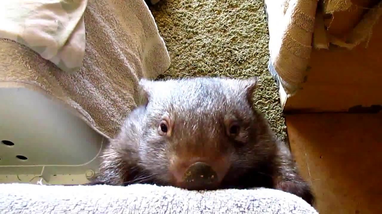 Jaxzyn our wombat village idiot at the sanctuary!