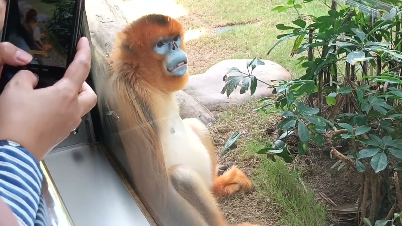 Monkeys in Ocean Park Hong Kong ||28 Mei 2023||Monkey Hong Kong