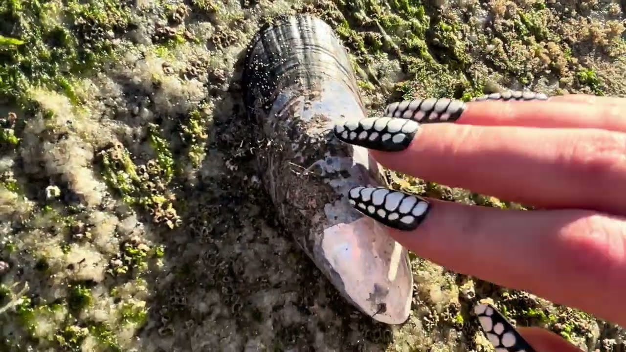 asmr at the beach, wet rock scratching, tingly tapping