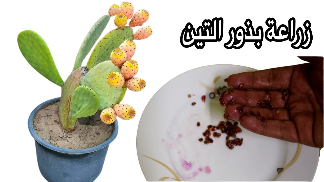 زراعة التين الشوكي من البذرة