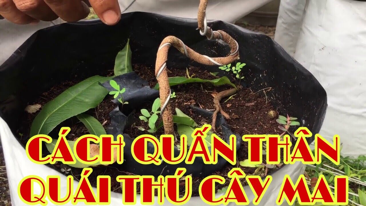 #81 : CÁCH QUẤN THÂN QUÁI TỪ CÂY MAI CON ĐƯỢC NÂNG CẤP (2019-2020)