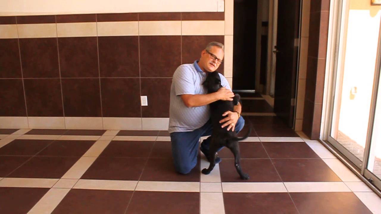 Bravo Kennel Presents: Introducing a new dog into a home that already has dogs.