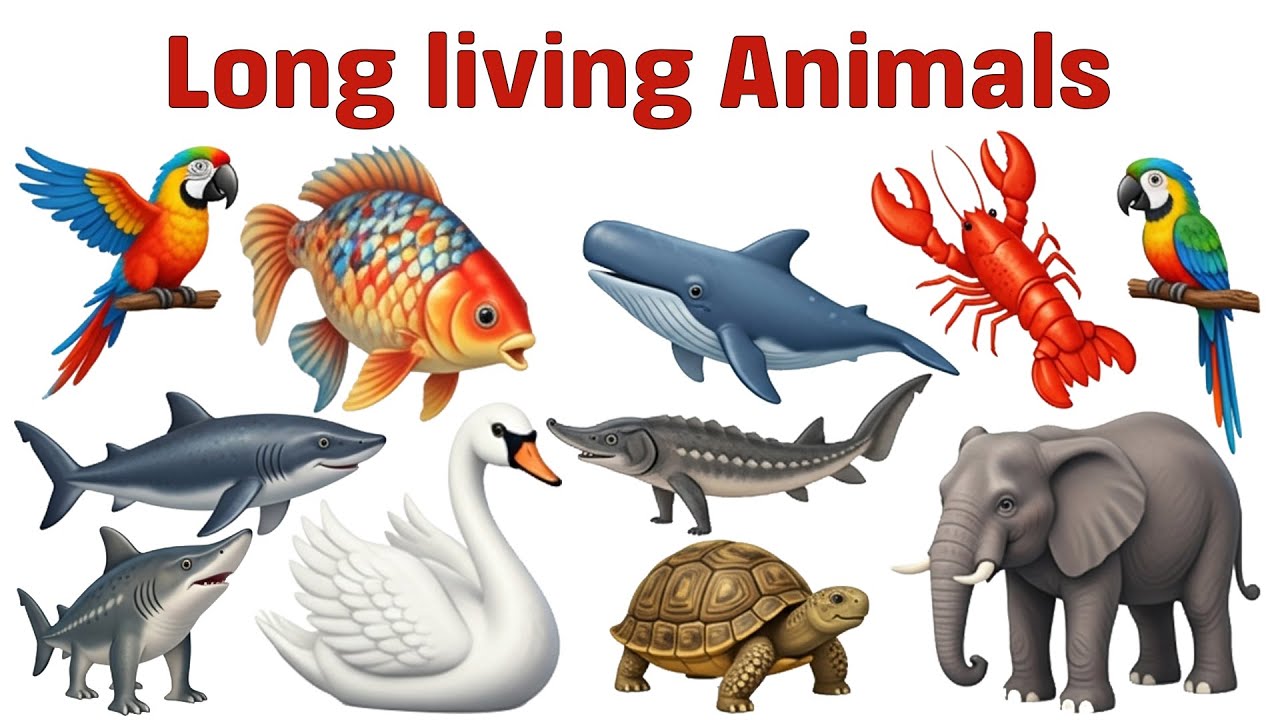 Top 10 Longest-Living Animals in the World 🐢 | Incredible Lifespan Facts 