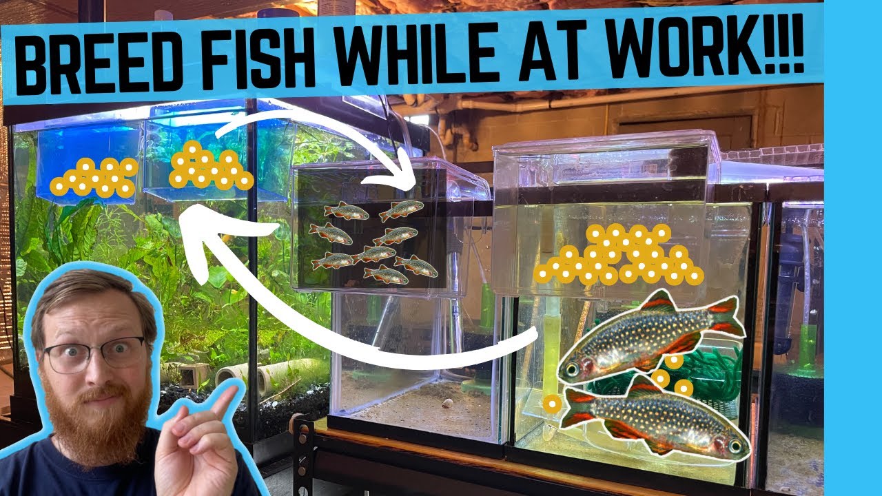 Nano Fish BREEDING Made EASY | Automatic Egg Collector V4.0