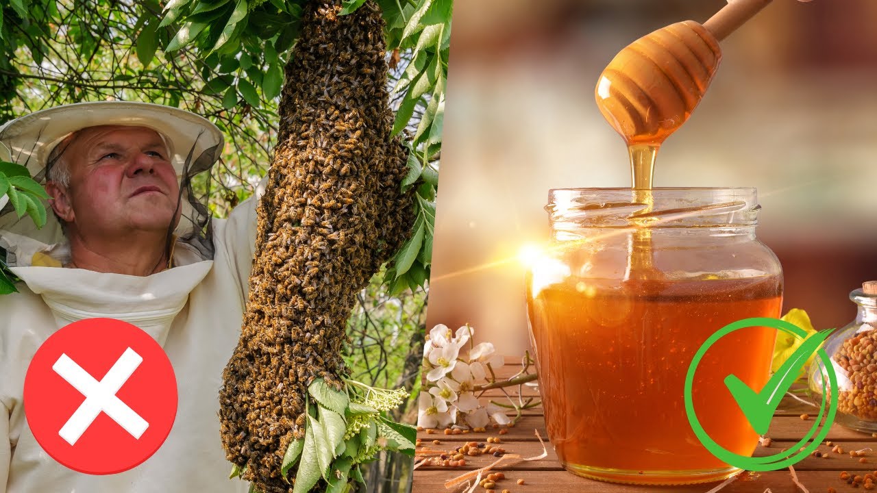 How To Stop Bees Swarming And Make Honey - Small Split Method Explained