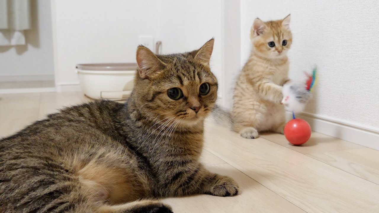 Kittens Chai and Mocha play with their aunt cat Lili