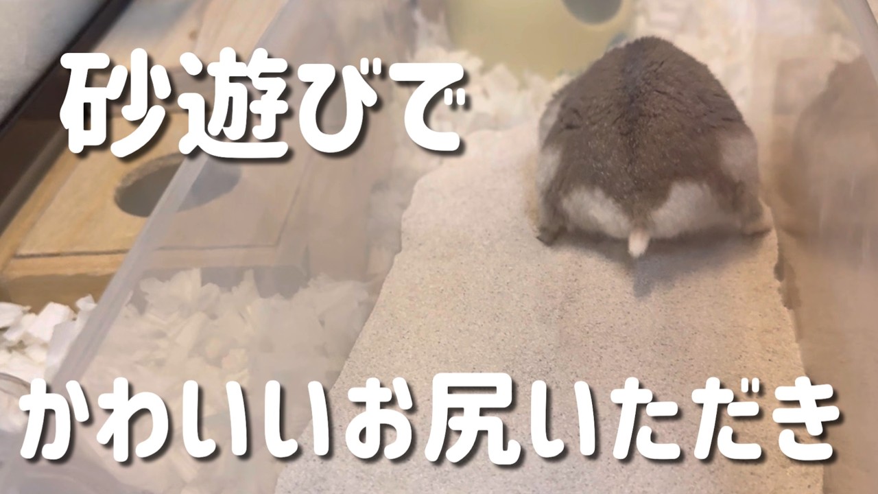 ハムスターの砂遊び！ハムのお尻ってこんなに可愛いの