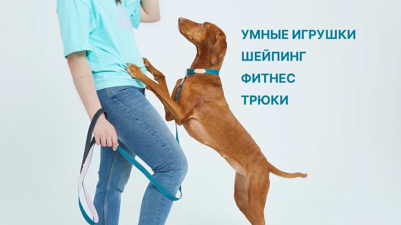 Как развлечь собаку дома | ШЕЙПИНГ, ФИТНЕС, ТРЮКИ, УМНЫЕ ИГРУШКИ