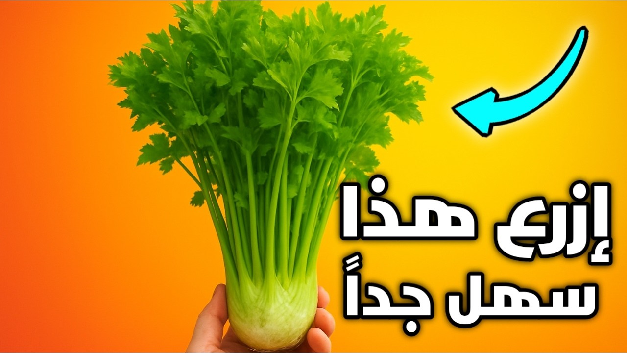 زراعة الكرفس في المنزل بثلاث طرق مذهلة