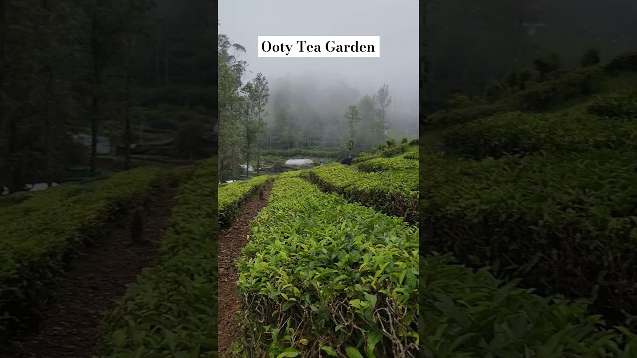 Tea Park | Ooty| Tamil Nadu #india #tamilnadu #ooty #travel
