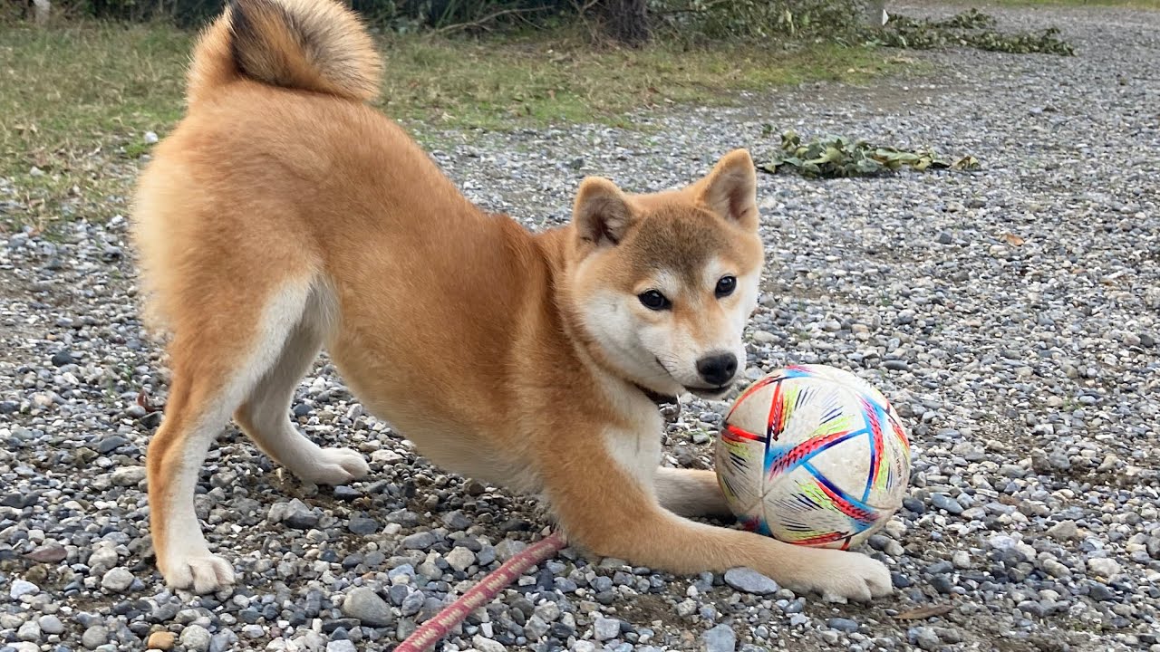 ボール遊び？を楽しむ柴犬です♬