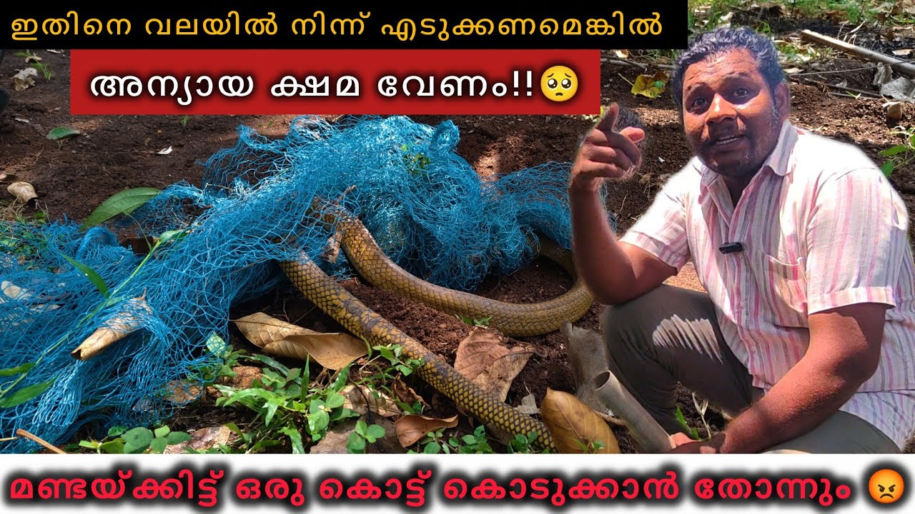ഇവനെയൊക്കെ രക്ഷപ്പെടുത്താൻ പോയ എന്നെ പറഞ്ഞാൽ മതി!!😡🐍 SNAKE MANIAC | SNAKE | RAT SNAKE | RESCUE