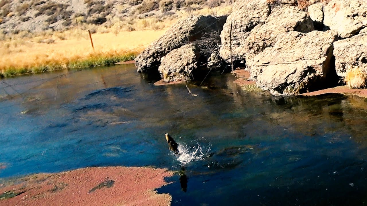 Hot Creek Fishing