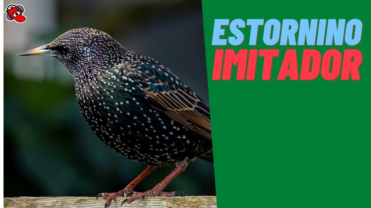 ESTORNINO El Gran Imitador 🐦​🕊️​🕊️​