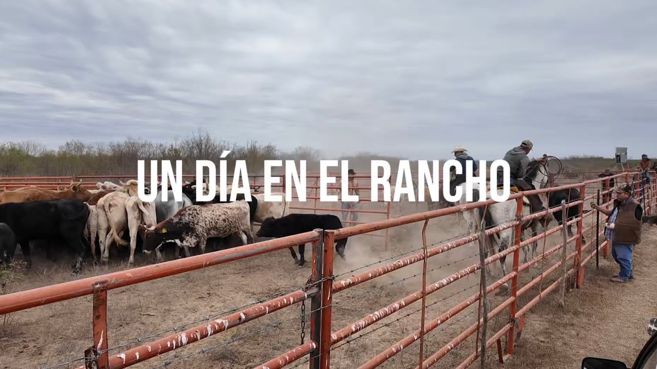 Un día en el rancho con todos los vaqueros 