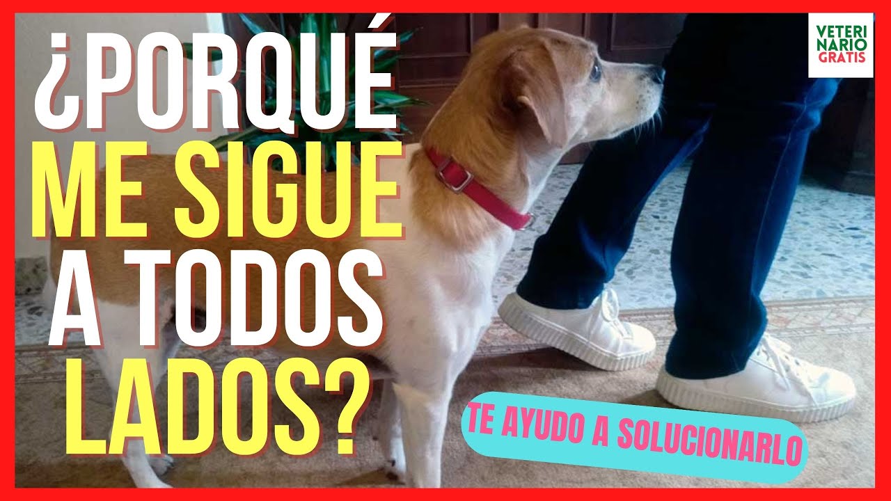 🐕 ¿PORQUE MI PERRO ME SIGUE A TODOS LADOS? 🐕SÍNDROME DE HIPERAPEGO EN PERROS