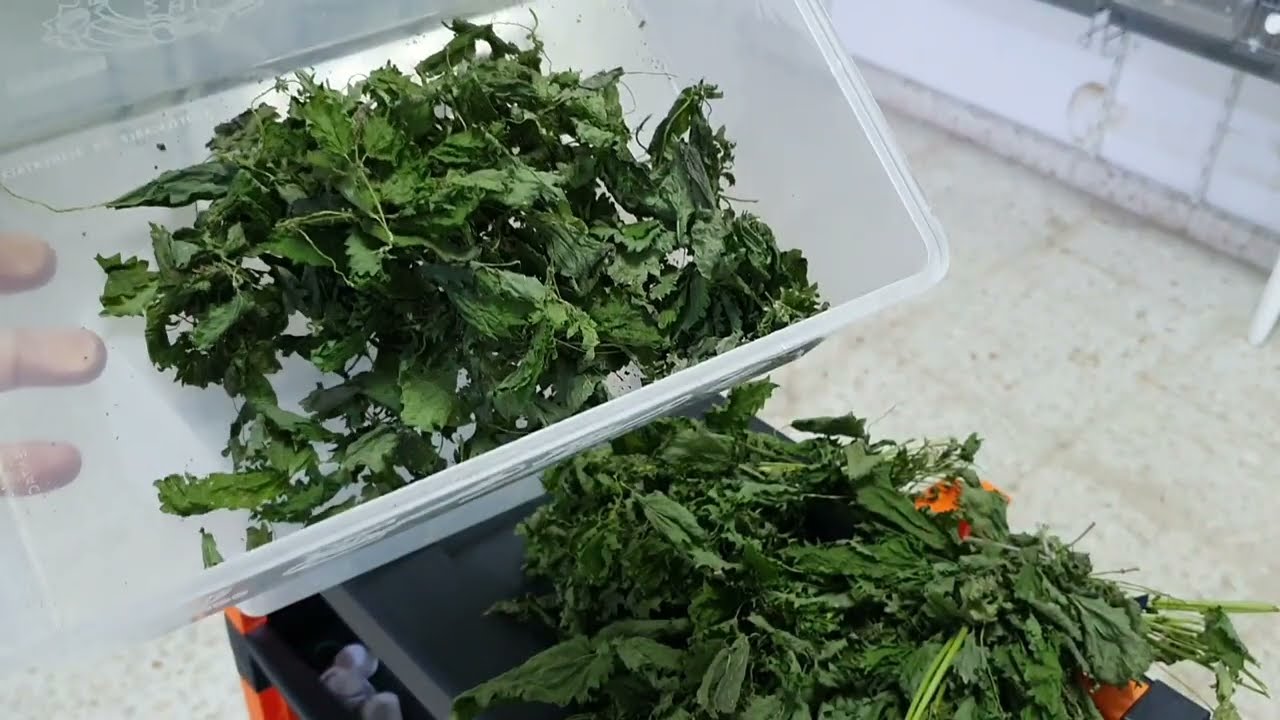 Los primeros pichones saltan del nido❤🐥y la ortiga seca natural para Jilgueros Verderon y Canarios