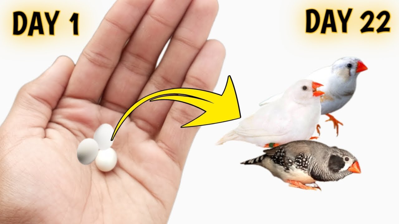 Finch sparrow growing time-lapse| Finches babies growth stages| egg to self pets vlog