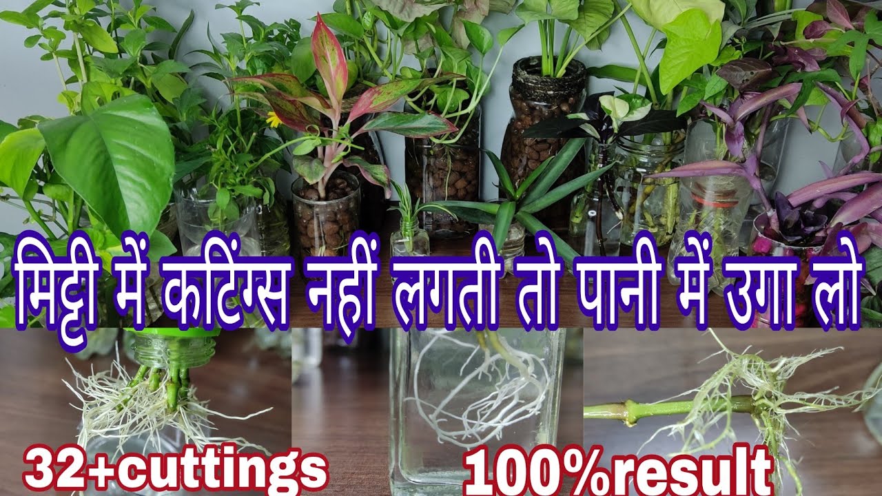 Grow cuttings in water/Plants grow in water without soil/पानी में कटिंग से लगने वाले पौधे