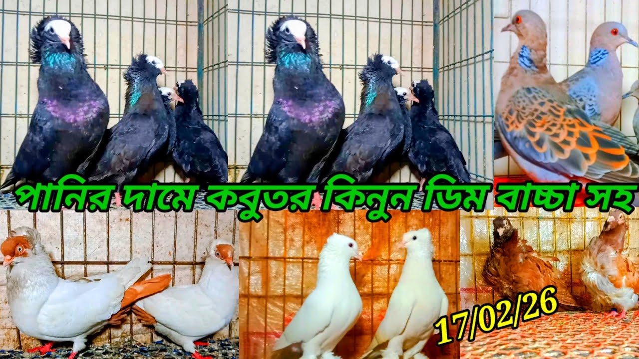 পানির দামে কবুতর কবুতরকে কিনুন ডিম বাচ্চা সহ