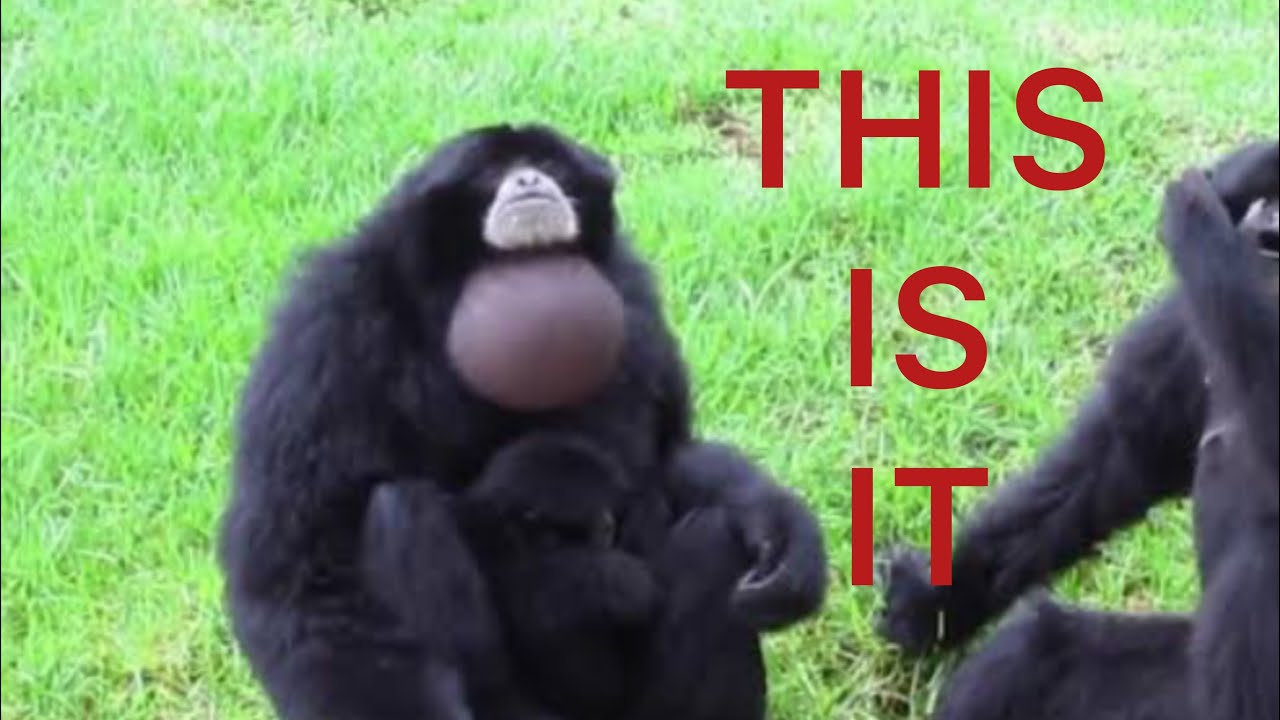 Perfectly Cut Siamang Screams: The Complete Saga