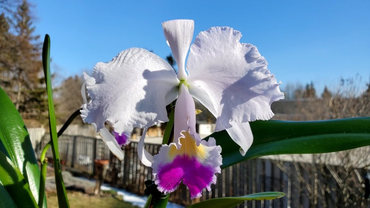 原生种卡特兰 Cattleya trianae