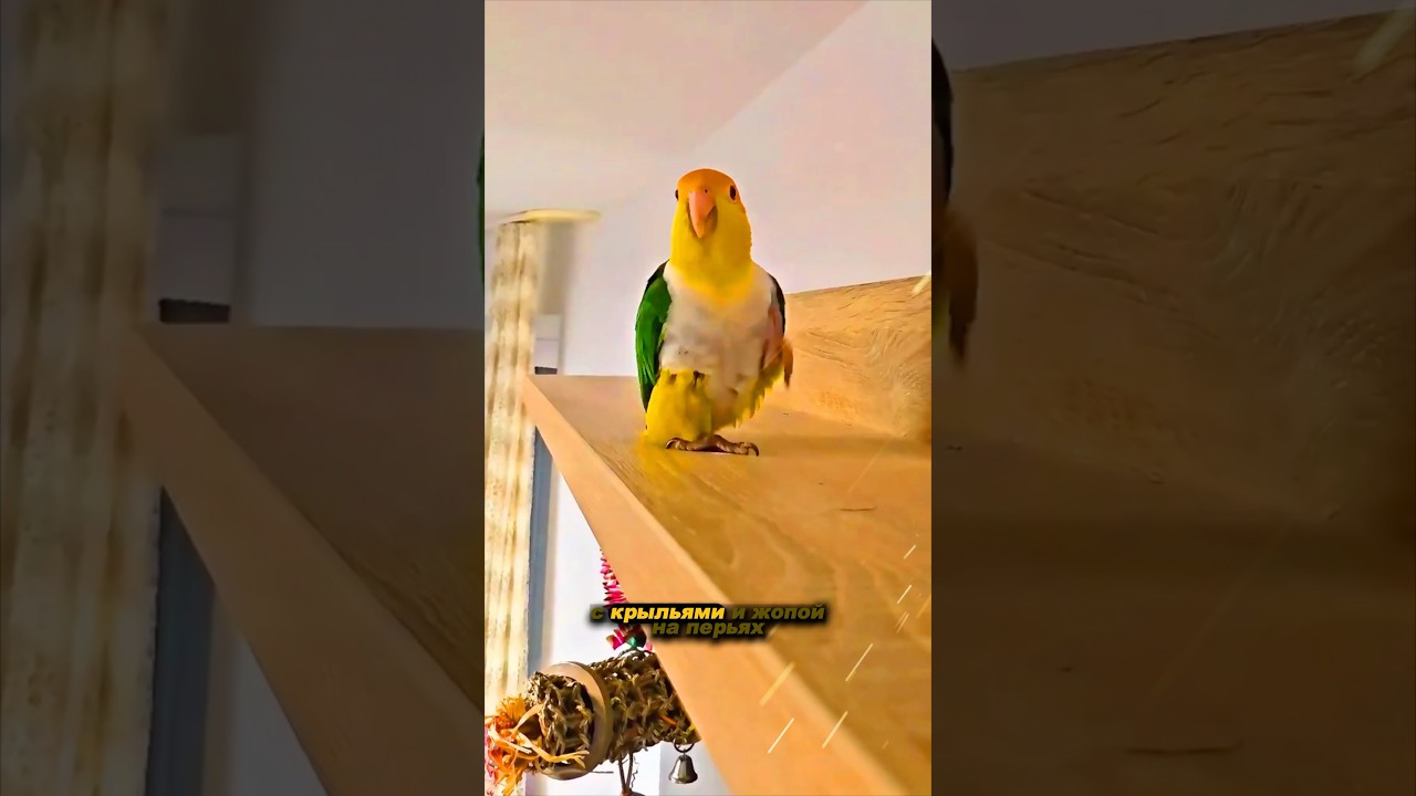 Самые милые и весёлые птички | ПОПУГАИ 🦜 #pets #animals #cuteanimals #cuteanimal #природа #попугай