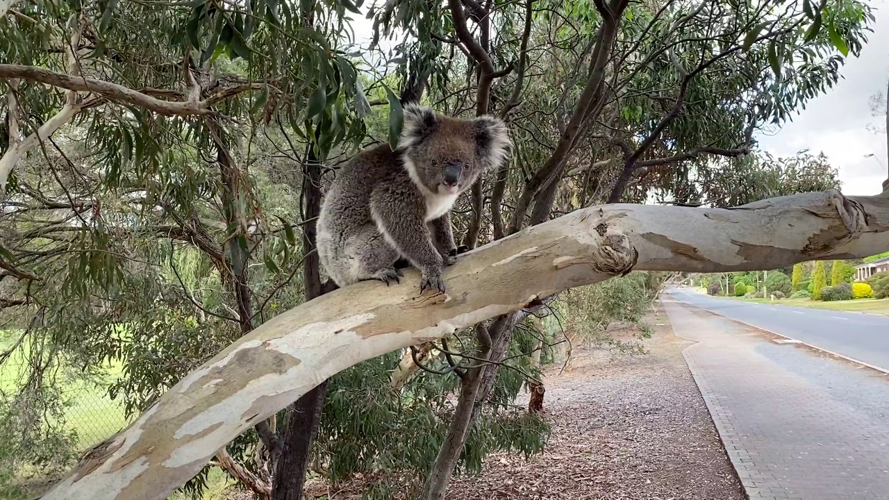 Koala 2019-10-16   Tea Tree Gully Golf Course