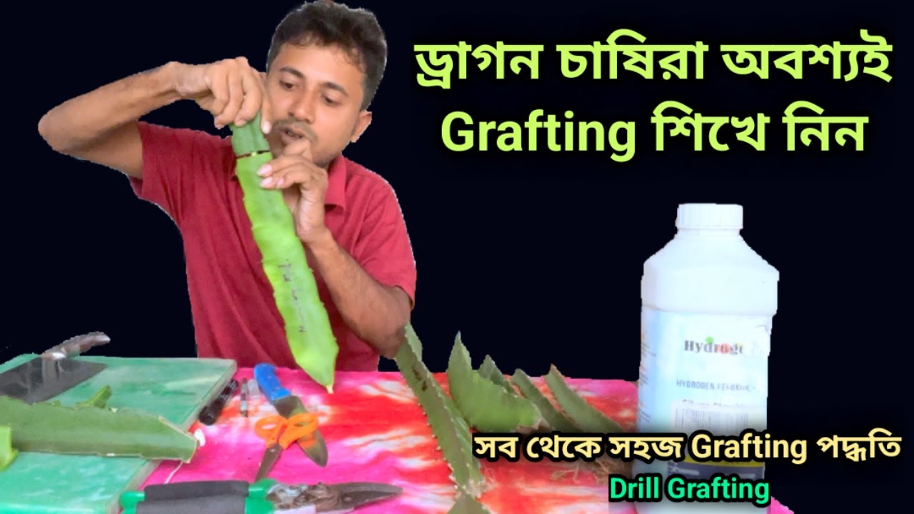 ড্রাগন ফলের সবথেকে সহজ Grafting পদ্ধতি | Easiest grafting method of Dragon Fruit (Drill Grafting)