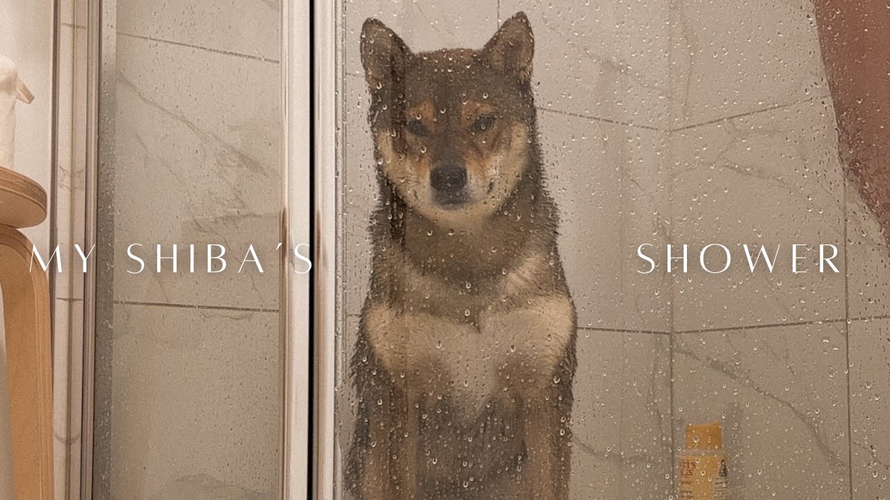 IT'S SHOWER TIME! *realistic* shower for a SHIBA INU 🧼 🫧 shibe grooming series