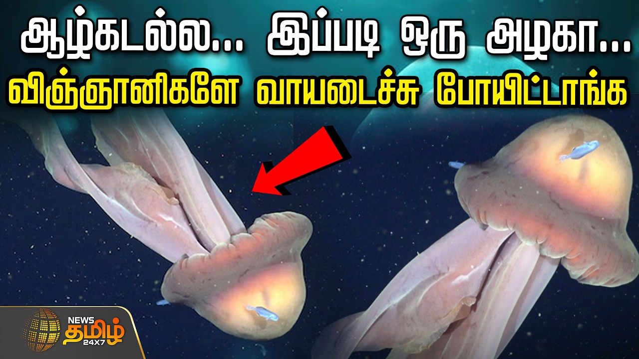ஆழ்கடல்ல... இப்படி ஒரு அழகா... விஞ்ஞானிகளே வாயடைச்சு போயிட்டாங்க | Phantom Jelly Fish