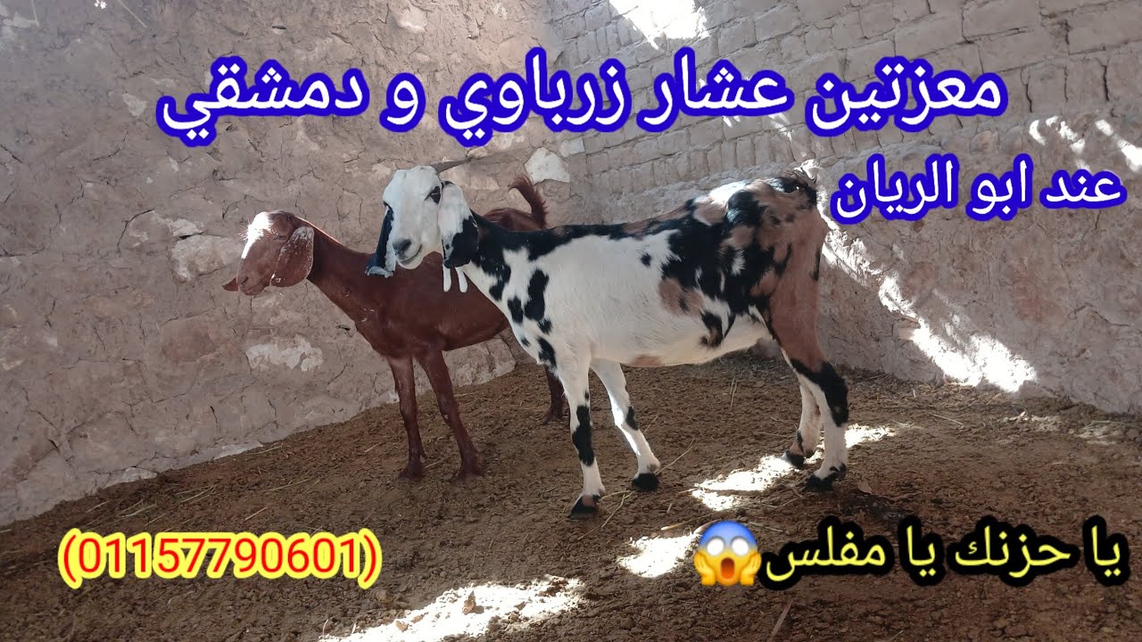 الحق الفرصه عرض معزتين عشار زرايبي ع دمشقي عند ابو الريان (٠١١٥٧٧٩٠٦٠١)  (12/17)#ابو_ريان_لتجاره