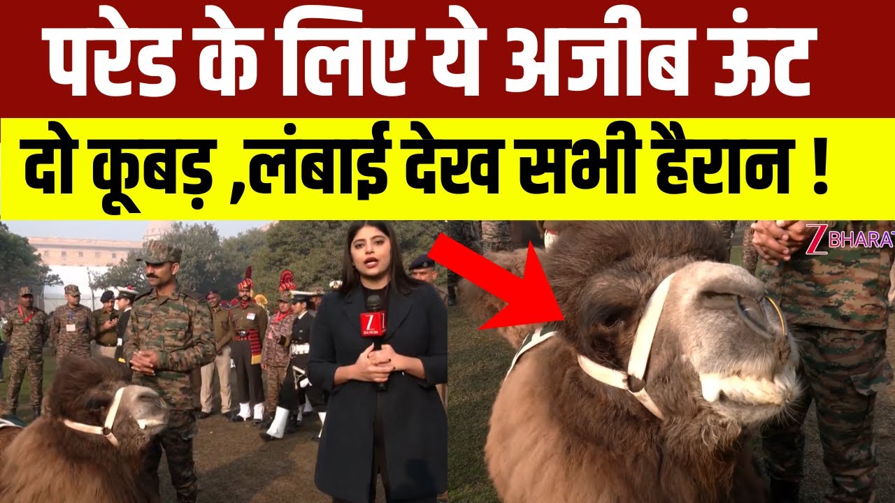 परेड के लिए आया ये अजीब ऊंट, दो कूबड़ और लंबाई देख लोग रह गए हैरान | Rare Camel