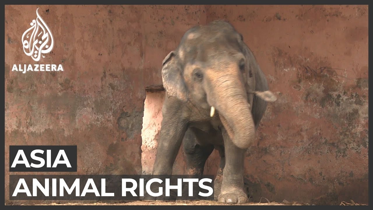 Pakistanis celebrate release of 'world's loneliest elephant'