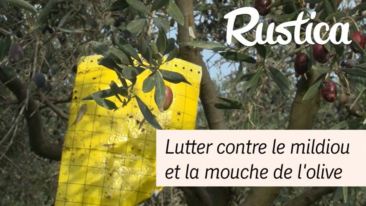 Protection de olivier contre le mildiou et la mouche