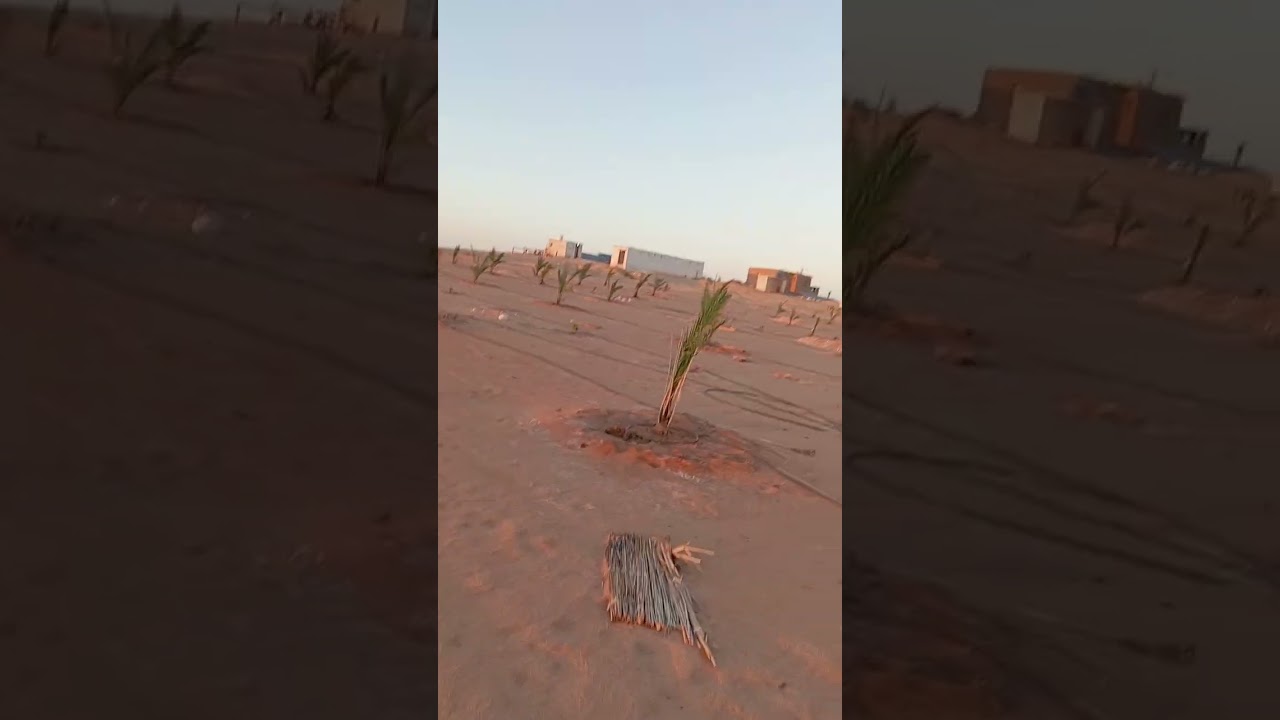 ليه التمر في الداخله اغلي من الواحات البحريه وسيوة رغم أنها نفس النخله 