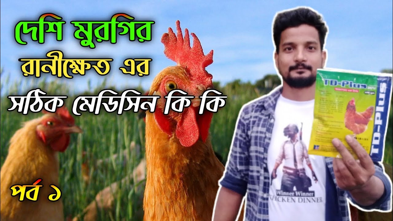 দেশি মুরগির রানীক্ষেত এর সঠিক এন্টিবায়োটিক #shakilfarming #murgipalon #desimurgikhamar