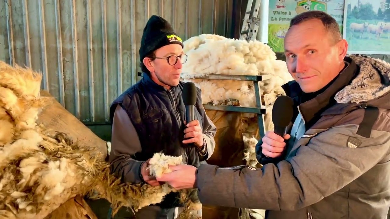 JANDUN | #ardennes | Vivez un moment exceptionnel : la tonte annuelle des moutons et brebis 🐑