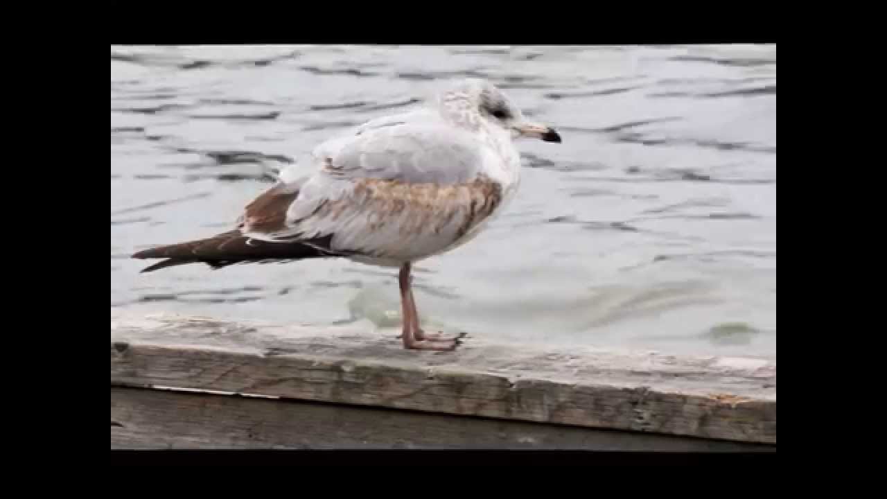 Happy Seagulls
