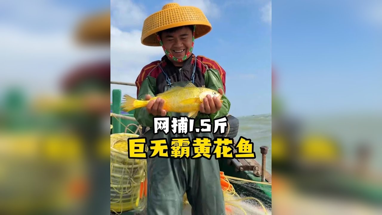 今天出海抓黄花鱼爆箱了，还抓到1.5斤巨无霸