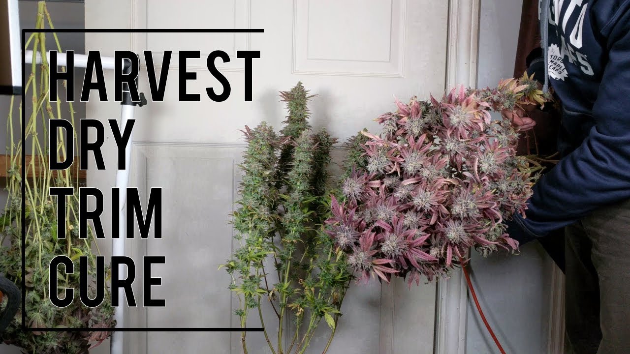 ORGANIC CANNABIS HARVEST. FULL PROCESS: DRYING, TRIMMING, CURING