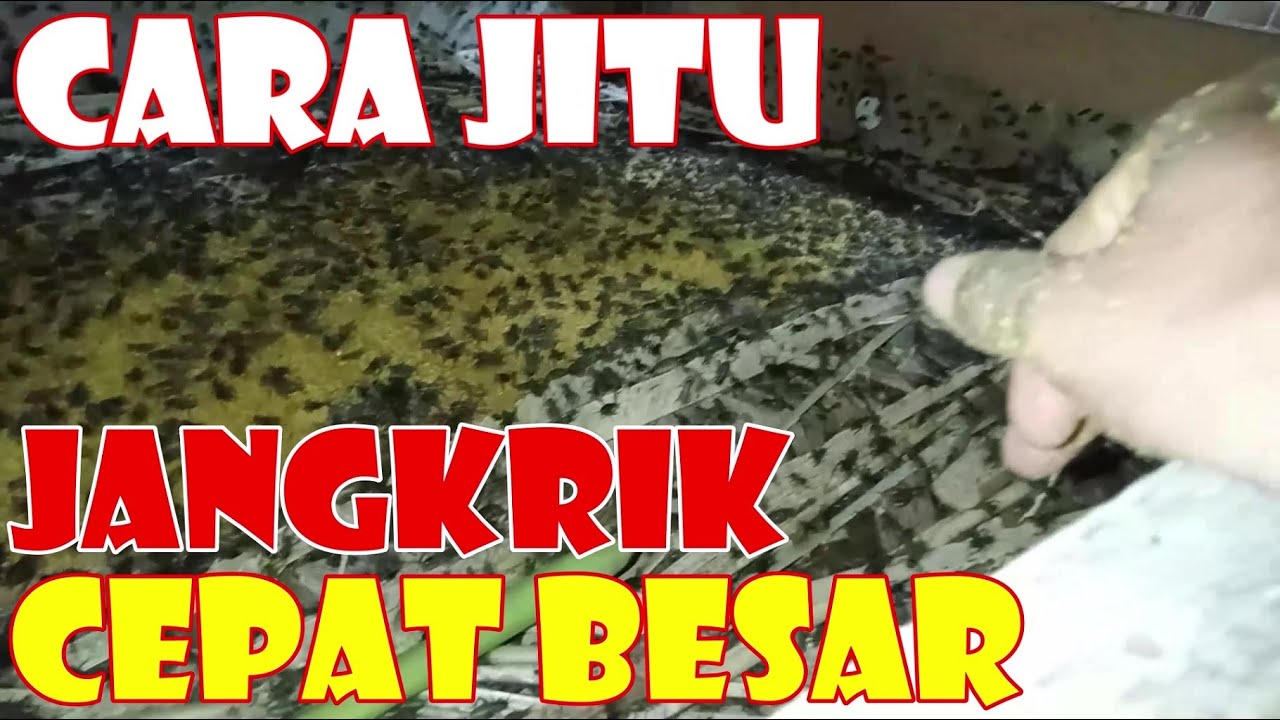 Cara Jitu Jangkrik Cepat Besar Sehingga Hasil Maksimal II Part 1