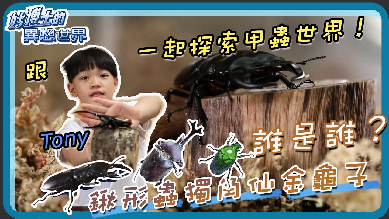 【妙博士的異想世界】20210916 - 認識鞘翅目昆蟲 ．甲蟲